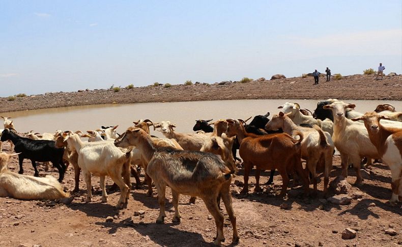 Büyükşehir'den 'yaşam vahaları'
