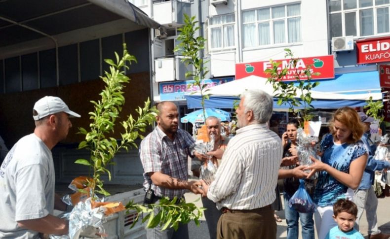 Büyükşehir Belediyesi’nin turunç fidanı kampanyası sürüyor