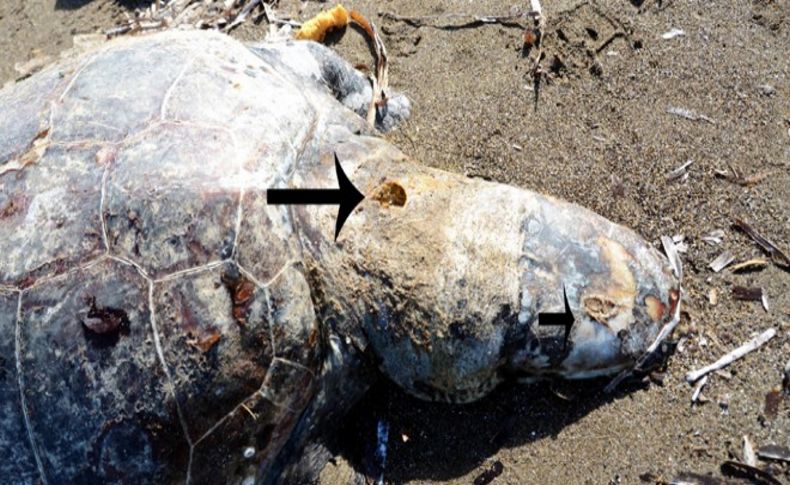 Caretta Caretta'ya üç kurşun