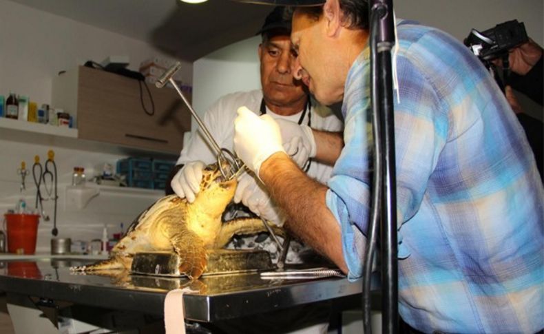 Yaralı caretta caretta seferberliği