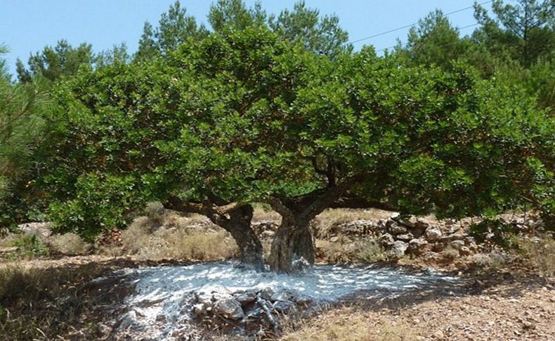 Çeşme Belediyesi sakız ağaçlarına sahip çıkıyor