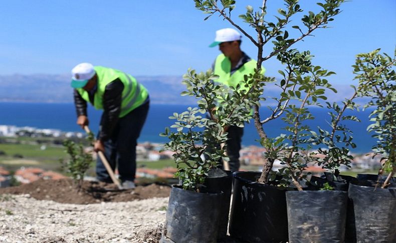 Çeşme'de 4 yılda 30 bin sakız fidanı toprakla buluşturuldu