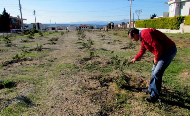 Çeşme'de ağaçlandırmaya hız verildi