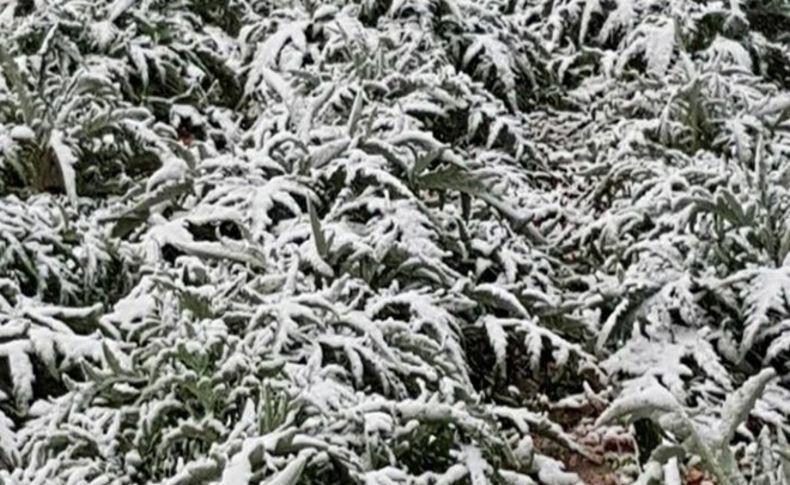 Çeşme'de yağan kar üreticiye zarar verdi