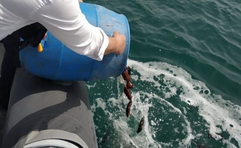 Çeşme Marina'ya deniz patlıcanı bırakıldı