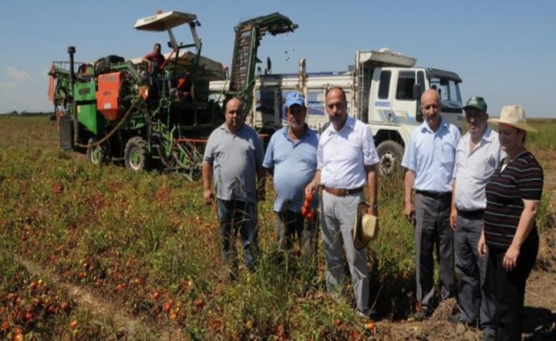 Ceyhan’da makine ile domates hasadı yapılıyor