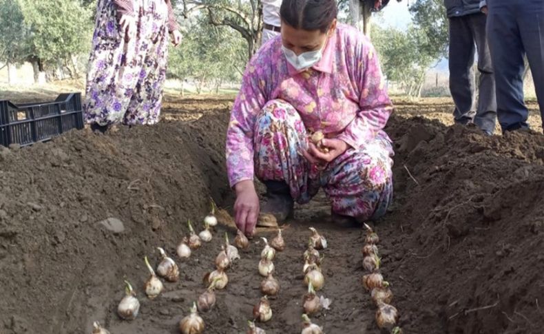 Çiçek üretim merkezi Bayındır'daki üreticilere 'nergis' desteği