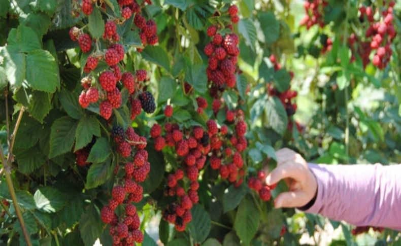 Çiftçiler, Tarla Okulu Projesi ile bilgileniyor