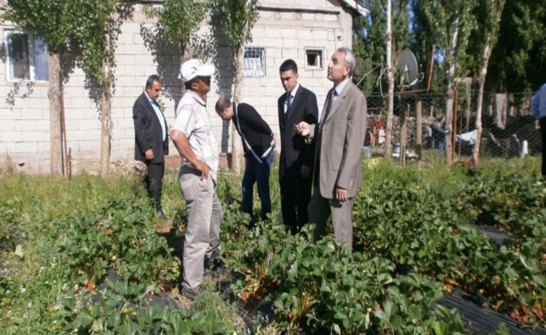 Çilek üreticisine Gıda Tarım ve Hayvancılık Müdürlüğü'nden destek