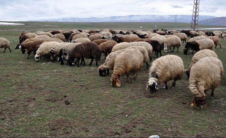 Çok feci olay! Hayvanlar başıboş gelince anladılar...