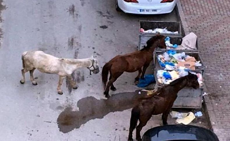 Atlar için yardım çağrısı