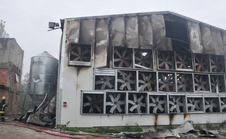 Çorum'da çiftlik yangını: 80 bin tavuk telef oldu