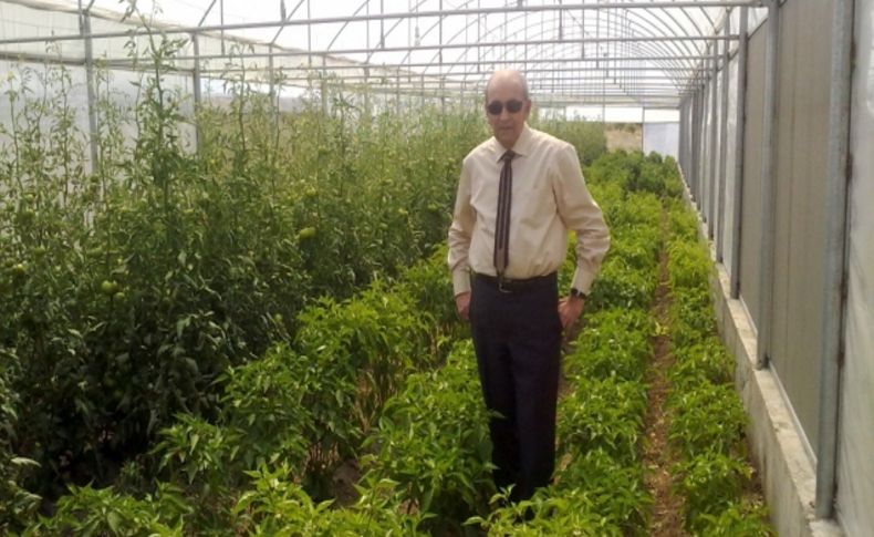 Cumhuriyet Üniversitesi serasında hasat zamanı