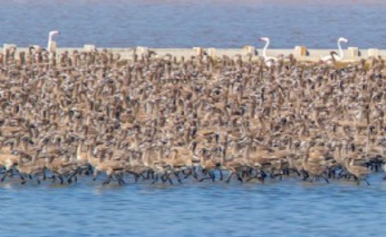 İzmir’de flamingolardan sonra pelikanlar için de ada yapılacak