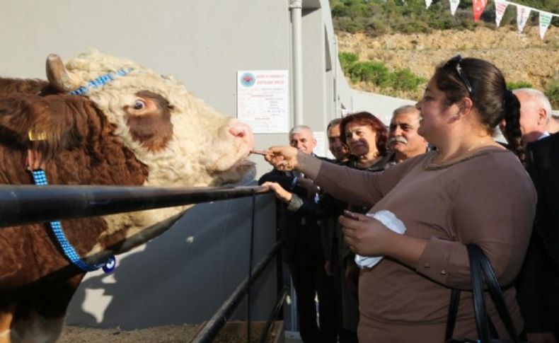 Damızlık Doruk'un çikolata tutkusu