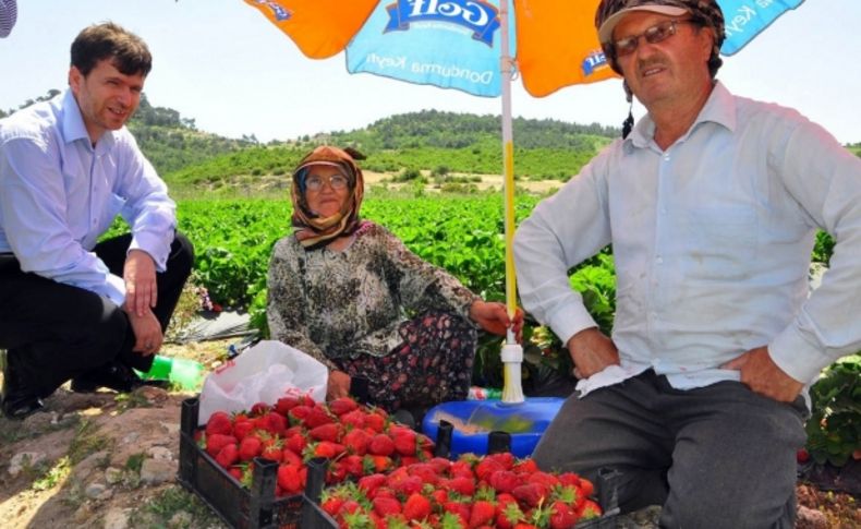 Damlama sulama sistemi çileğin verim ve kalitesini arttırdı