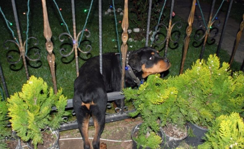 Demir kapıya sıkışan köpeği itfaiye kurtardı