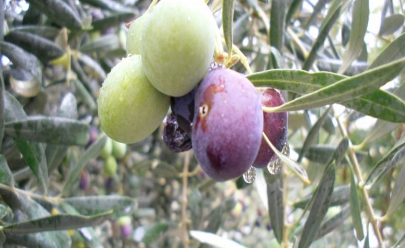 Demirci Ziraat Odası zeytin sineğine karşı çiftçileri uyardı