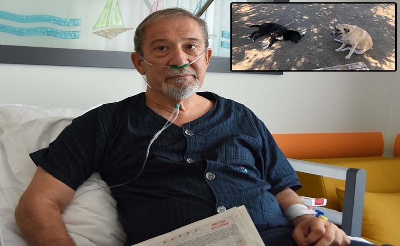 Denizde bayılan iş insanı köpekler sayesinde kurtarıldı