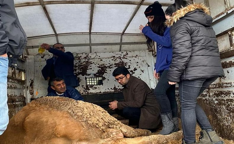 Enkazdan kurtarılan hayvanlara AHBAP sahip çıktı