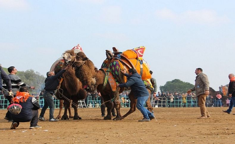 Deve Güreşi Festivali’de ev sahibi Ödemiş!