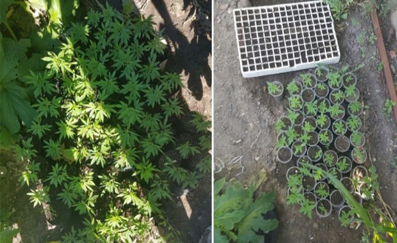 Dikili'de 315 hintkeneviri fidesi ele geçirildi