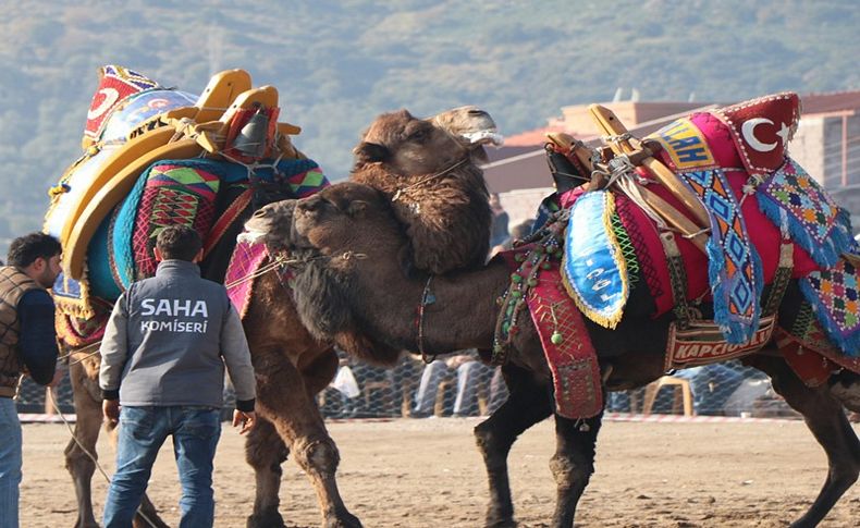 Dikili'de deve güreşi festivali