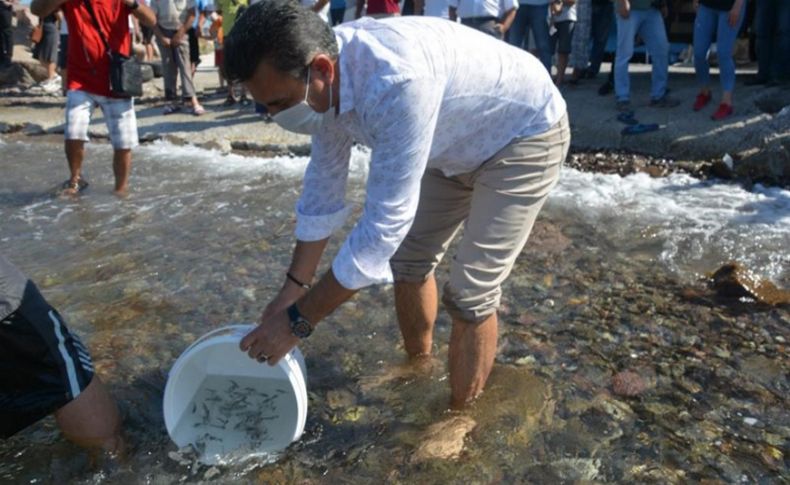 Dikili’de yavru balıklar denizle buluştu