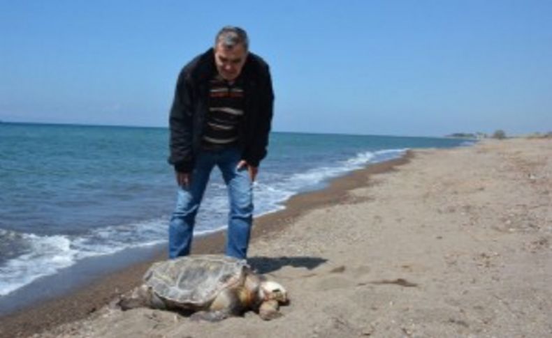 Dikili'de ölü caretta caretta bulundu