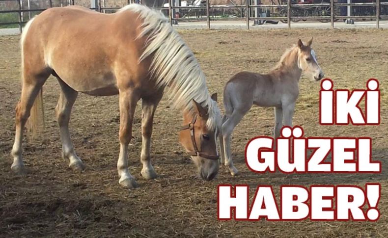 Dişi taya Meltem, erkek taya İmbat ismi konuldu