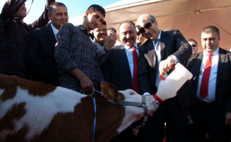 Diyarbakır'ın en güzel mandası seçildi