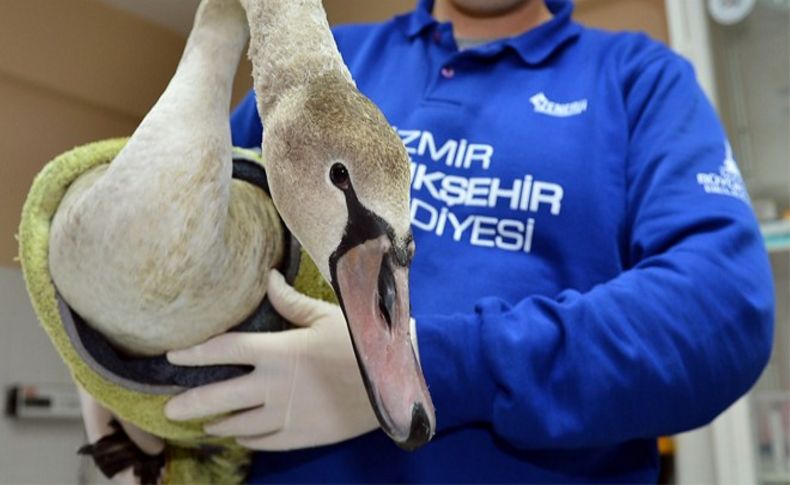 Doğal Yaşam Parkı'na davetsiz misafir