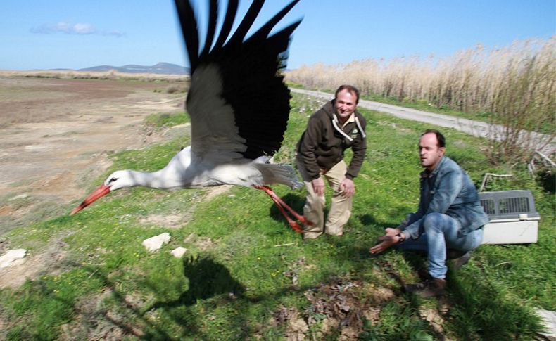 Doğal Yaşam felsefesi: Uçun kuşlar uçun!