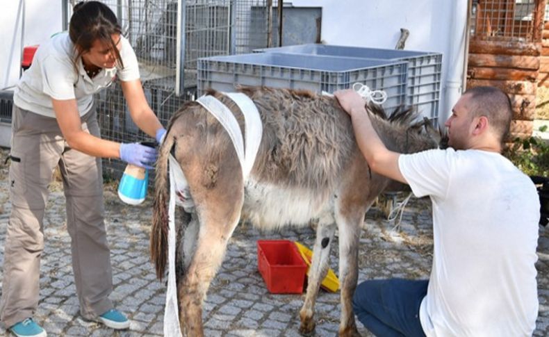 Doğal Yaşam yara sardı