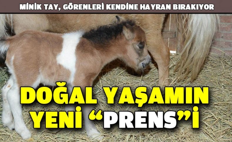Doğal Yaşam’ın yeni “prensi”