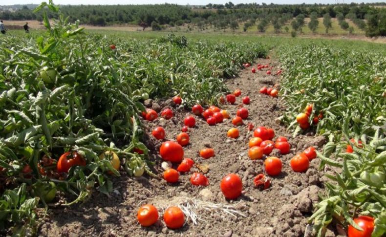 Domates dalında, çiftçi öfkeden kızardı