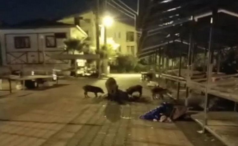 Domuz sürüsü pazara indi