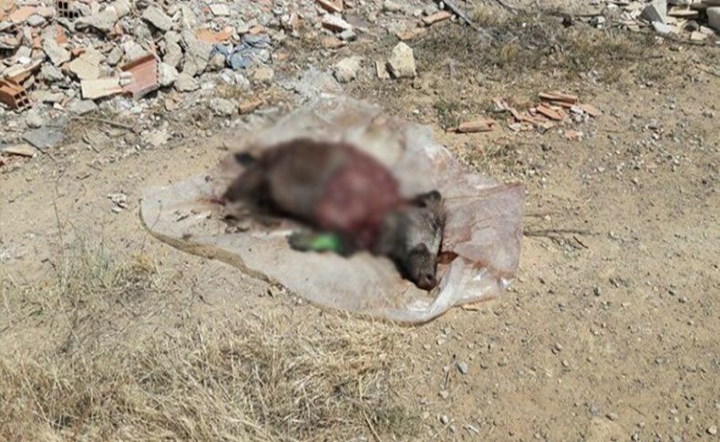 Aliağa'da ağaçlık alanda domuz leşi bulundu