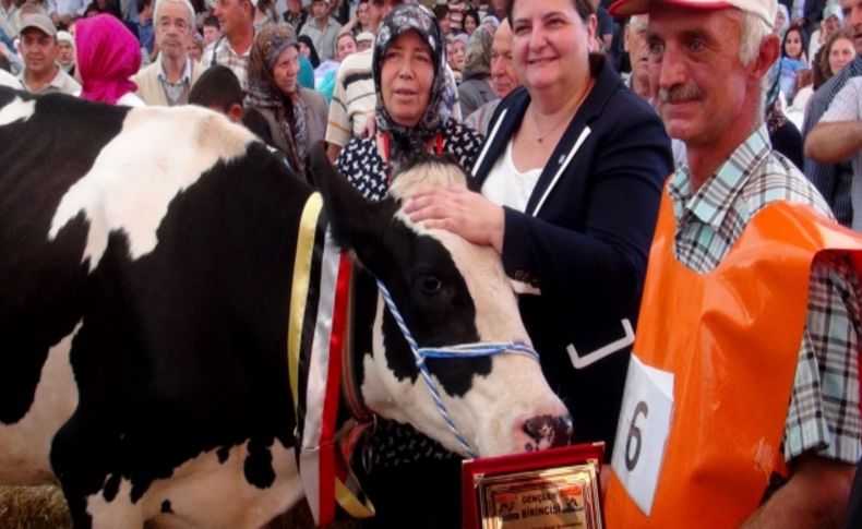 Edirne’nin en güzel ineği 'Ebru' oldu