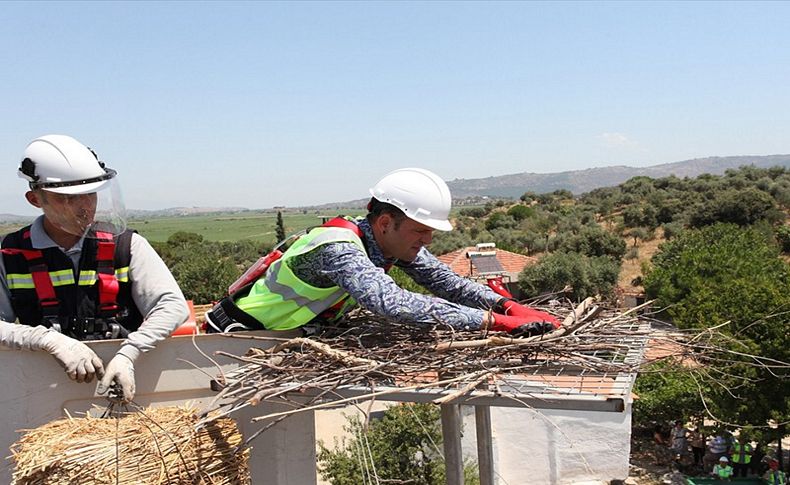 Ege'de leylekler için bin 390 yuva yapıldı