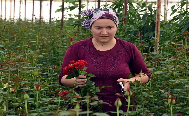 Ekmek parası için gülün dikenine katlanıyorlar