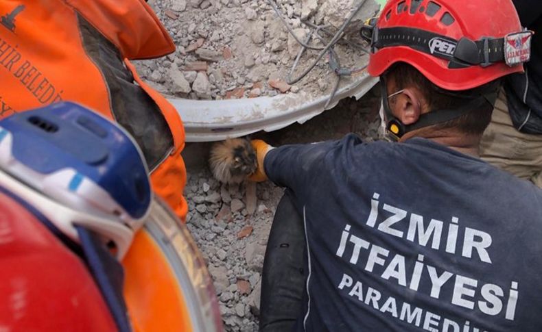 Enkazdan çıkarılan kediler tedavi altına alındı