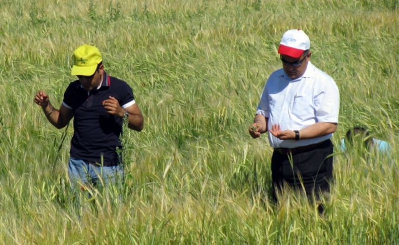 Ereğli’de kımıl ve süne çalışması başladı