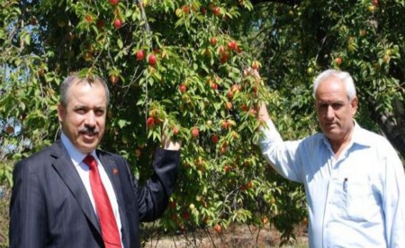 Erik dalda kaldı, çiftçi isyanlarda