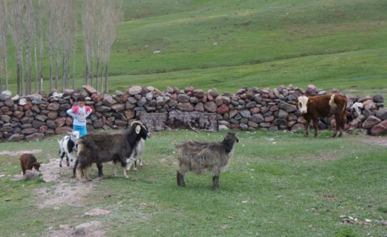 Erzurum'da şapa bağlı hayvan ölümleri başladı