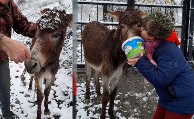 Eşeğin ağzını telle bağlayıp ölüme terk ettiler