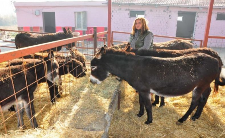 Eşek sütü 100 liraya çıktı, eşek karaborsaya düştü