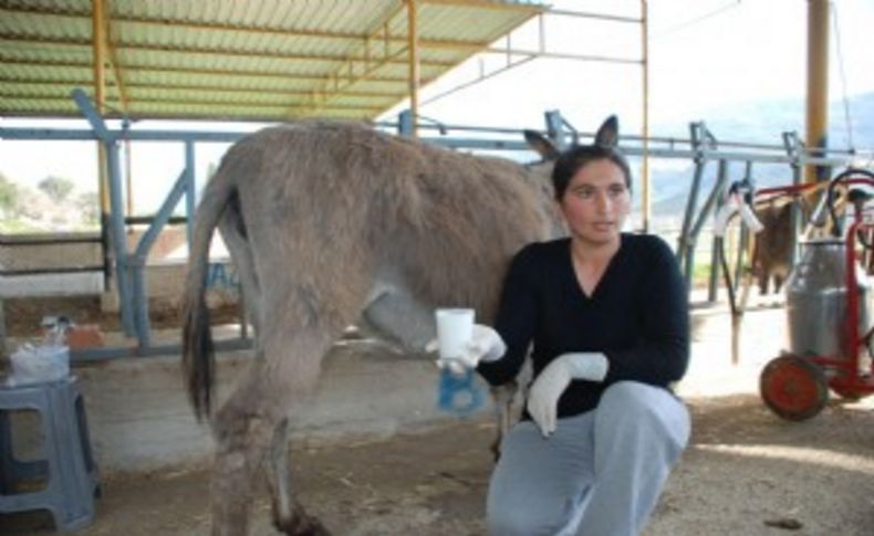'Eşek sütü' altın değerinde