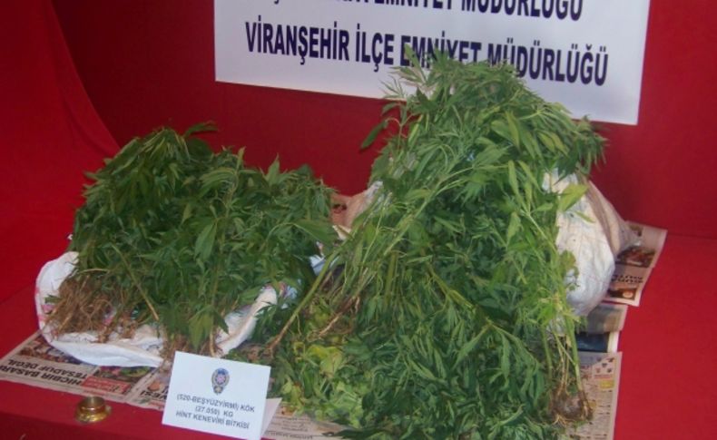 Evin bahçesine Hint keneviri eken şahıslar yakalandı