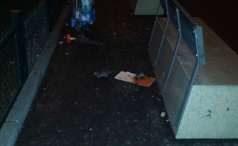 Eyfel'i geceleri fareler ziyaret ediyor